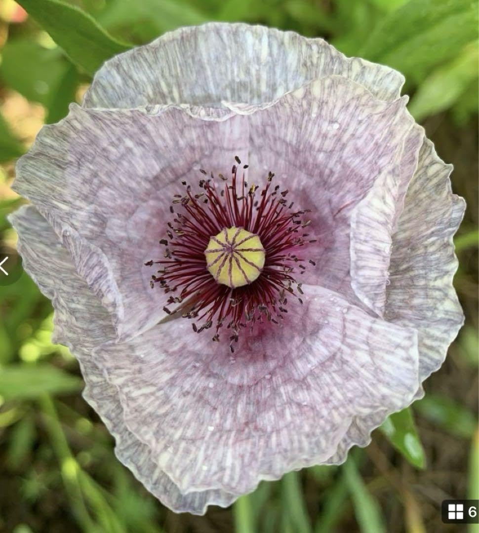 Amazon.co.jp: ポピー アメージンググレイ 花の種100粒 : DIY・工具